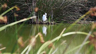 Great White Egret Preening In Wetlands With Green Reeds