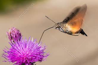 Butterfly Gathering Nectar from a Pink Thistle