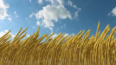 Growing wheat against the sky