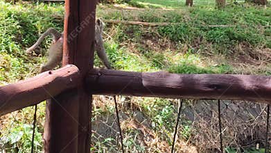 A Monkey Carrying a Baby Monkey on its Belly Hurrying Along