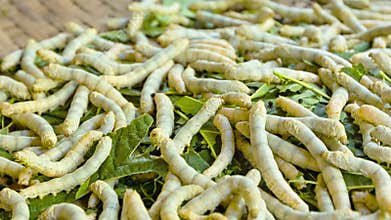 Moth caterpillars. Animals used for the silk production
