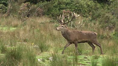 Stag walking