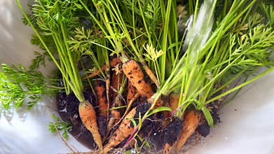 Freshly picked carrots getting washed in white sink