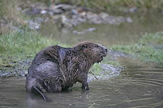 European beaver, Castor fiber