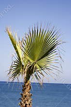 Palm tree and sea