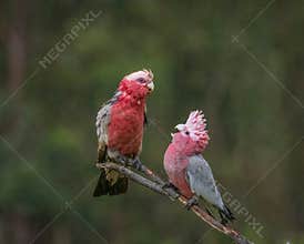 A young galah cockatoo begs for food from its wet mother.