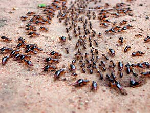Marching ants