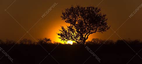 Tree in african sundowner