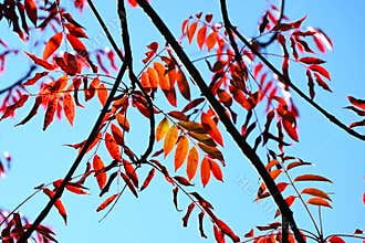 Japan wax tree autumn leaves. Anacardiaceae Dioecious deciduous tree.