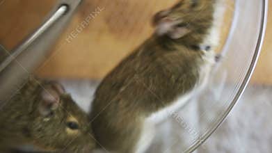 two mice running in the wheel