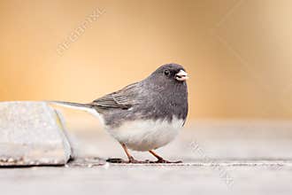 A Dark-Eyed Junco Feeding