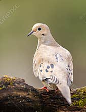 A Beautiful Mourning Dove On A Log