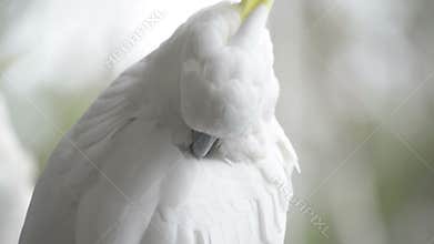 Cockatoo Preening