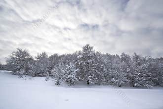 Christmas Winter landscape