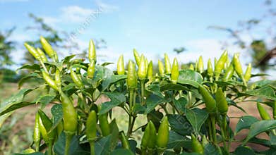 Fresh chilies grow abundantly in the garden