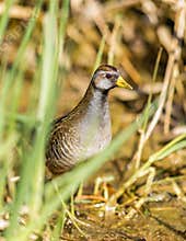 A Sora Rail Foraging In A Marsh