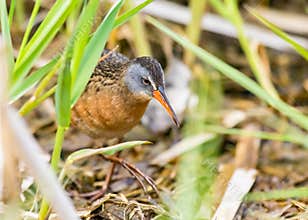 A Virginia Rail Foraging In A Marsh