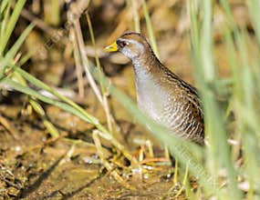 A Sora Rail Foraging In A Marsh