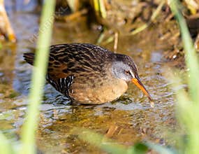 A Virginia Rail Foraging In A Marsh