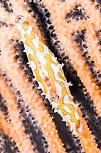 Mozambique ghost goby