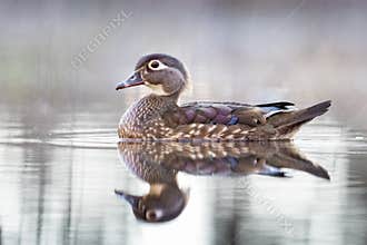 A Female Wood Duck With Reflection
