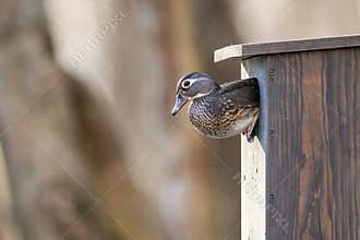A Female Wood Duck Sitting In A Nest Box Hole