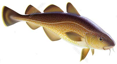 Atlantic cod