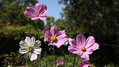 Cosmos flowers in summer