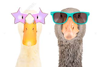 Portrait of a stylish duck and goose wearing sunglasses