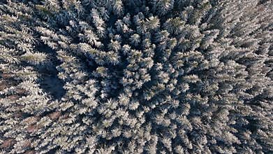 Snow forest winter storm blizzard frost wild nature wood tree