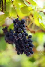 Grapes