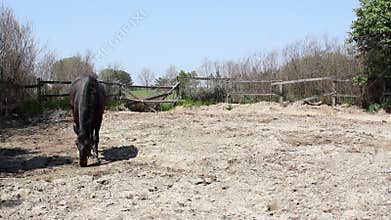 Stallion running and kicking