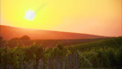 Sunset on a vineyard in France