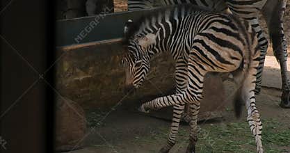 Zebra Mother and Foal Medium Wide