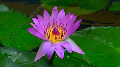 Pink water lily after rain