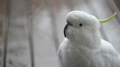 Cockatoo Bird