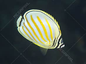 Ornate butterflyfish