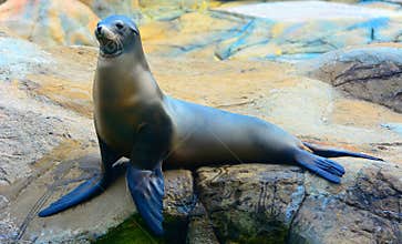 Seal or sea lion on the rock