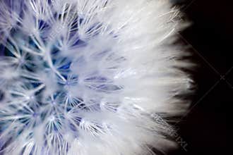 Dandelion flower macro