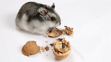 Hamster and walnut