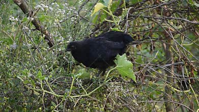 A Kadaknath chicken pecking in vegetables plants and foraging in backyard, free ranging