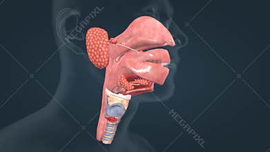 Three-dimensional animation of human anatomy of oropharyngeal and esophageal swallowing