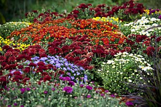 Display of fall mums