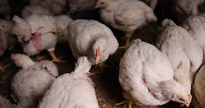 white chickens partially without plumage at a poultry farm