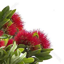 Pohutukawa, New Zealand Christmas Tree