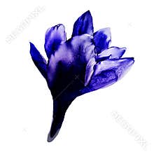 Crocus flower by alcohol ink design element as symbol of spring