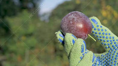 Ripe plum with shades of purple held by worker's hand