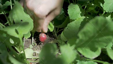 Gardener extracts fully grown radish from moist ground