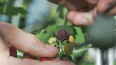 Harvesting ripe blackberries on vine