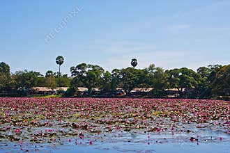 Water lilyes on the lake in Siam Reap